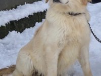 Golden Retriever 3 Yaşında