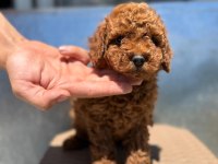 Bayram şekerleri poodle yeni yuvalarını arıyorlar