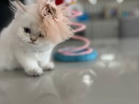 British Longhair kardeşler