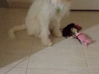 Babiye yuva arıyoruz maltipoo