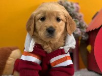 En Sadık Irk Dişi Golden Retriever Bebeğimiz