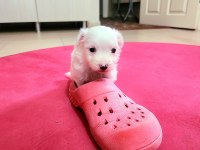60 günlük orjinal maltese terrier yavrular