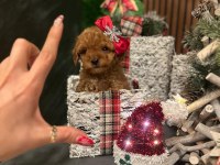 Vitrin güzeli poodle