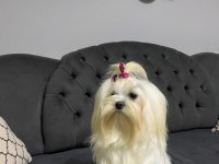 A scrli babadan Kore maltese bebeklerim