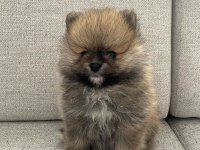 Pomeranian yavrularımız yeni ailesini arıyor