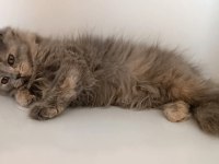 Sevimli ve pofuduk British Longhair yavrumuz