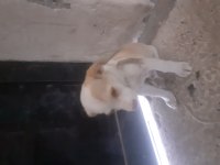 Ücretli sahiplendirilecek köpeğimiz