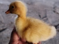 Ördek bulunur dostlarım çoluk çocuğunu sevindir