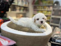 ORJİNAL HİPOALERJENİK TEACUP MALTİPOO