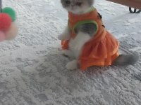 Full şecereli 55 günlük exotic shorthair
