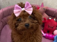Süper Kalitede Poodle Sağlık Garantili Güvenilir