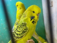 ERKUT PET'DEN YAVRU JUMBO MUHABBET KUŞLARI SINIRSIZ SAYIDA