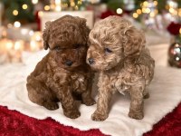 45 GÜNLÜK DİŞİ VE ERKEK POODLE YAVRULARIM