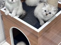 En tatlı scottish fold yavrular yuva arıyoruz