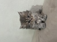 British Longhair Minnaklarım