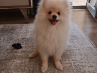 Pomeranian Boo erkek
