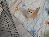 GOLDEN BRİTİSH PAŞAM REZERVEYE AÇILMIŞTIR