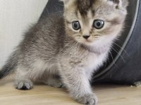 SAF IRK SCOTTİSH VE BRİTİSH BEBEK YAVRU KEDİCİKLER