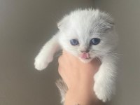 YAVRU ERKEK SCOTTİSH FOLD KEDİM LEO