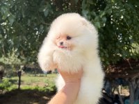 ZIRVE DİŞİ POMERANİAN BOO EN İYİSİNİ İSTEYENLERE