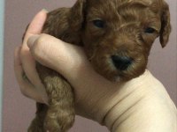 Erkek Toy Poodle Yavruları
