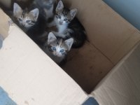 2 aylık yavru tekir kedilerim