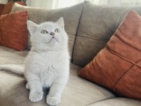 Lilac british shorthair 2 aylık yavru