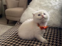Dünya güzeli scottish fold bunlar