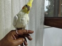 5 aylık erkek sultan papağanı