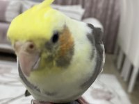 Full evcil ele kola alışık sultan papağanı