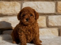 Aşılı Orjinal Garantili Toy Poodle