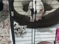 Ankara pursaklar french bulldog