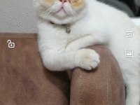 Şubat doğumlu İran persian erkek açıklamayı okuyun
