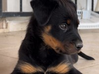 ROTTWEİLER VARSA DAHA İYİSİ O DA ANNESİ