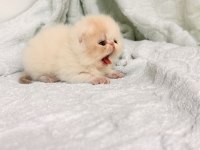 Küçük bir prenses exotic kız full şecereli
