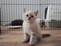 Elimde 5 Tane Scottish Blue Point Bulunmakta