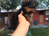 Terrier Yorkshire Yavrularımız Tüm İllere