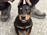 SİYAH DOBERMAN YAVRULARIMIZ