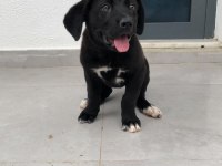 Cane corso cins köpeğimiz