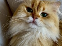 Şecereli British Longhair golden yetişkin erkek