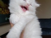 Muhteşem kalite scottish fold longhair ns1133
