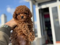 Boy ve kg ram garantili tea cup kore poodle 