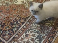 British shorthair blue point