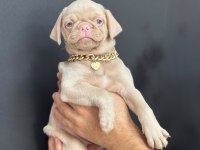 NADİR BULUNAN EXZOTİC PİNK PUG YAVRUMUZ