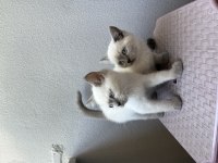 British shorthair blue point yavrular yeni ailelerini arıyor