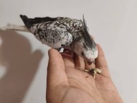Acil konuşan sultan papağanı