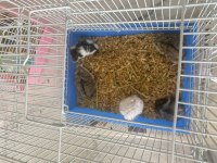 Genç veya Yetişkin Hamsterlar