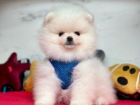 Sevimli Pomeranian Boo Yavrularımız