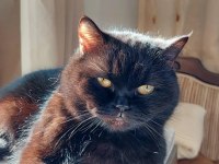 British shorthair kedisi sahiplendirme