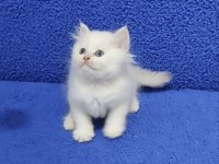 Long Hair Mavi Boncuk Silver yavrumuz teslime hazırdır